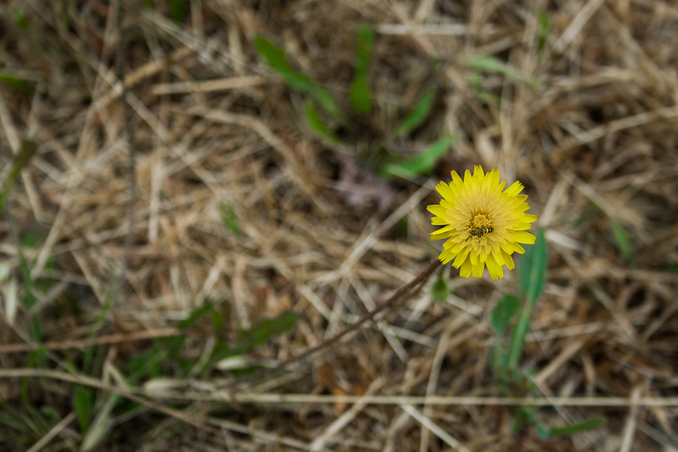 Photo of bee in flower