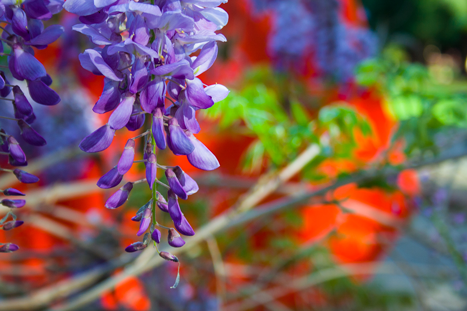 Photo of purple flower