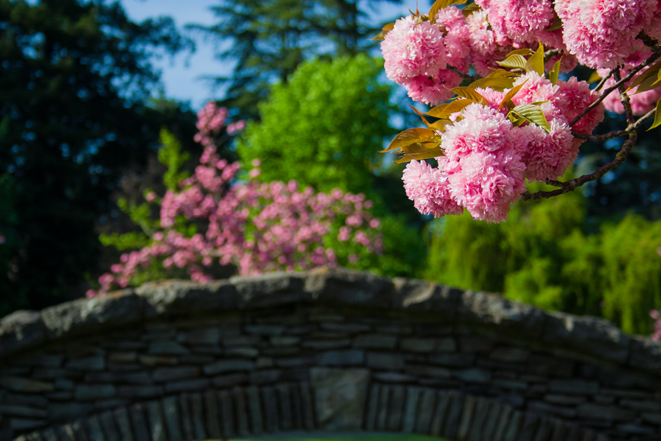 Photo of flowers blooming in front of bridge