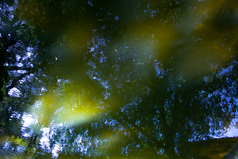 Photo of trees reflected in water 