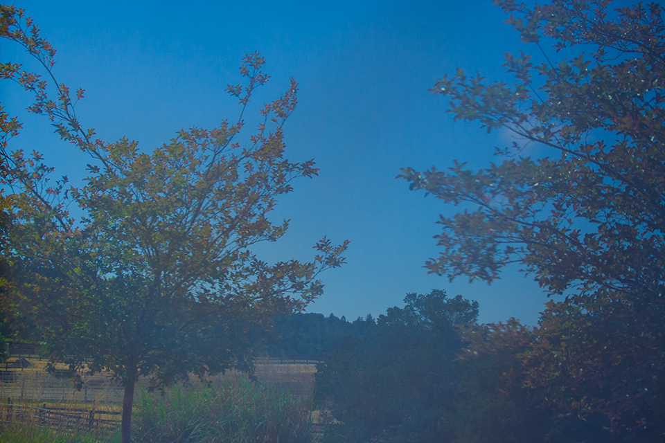 Photo of plants from window reflection